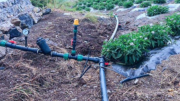 人参果园采用嵌片式滴灌模式 人参果园采用嵌片式滴灌模式