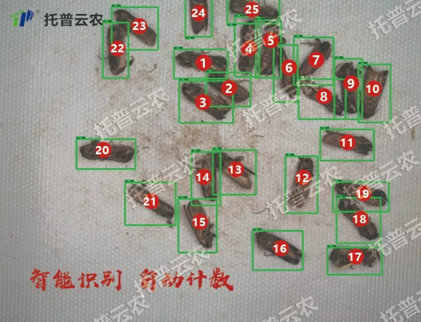 识别计数 识别计数