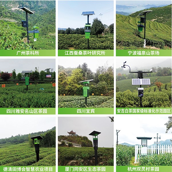 芭乐视频APP下载IOS下载网站茶园绿色防控技术方案应用 芭乐视频APP下载IOS下载网站茶园绿色防控技术方案应用