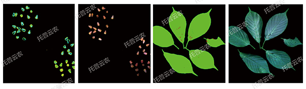 1724142932266580.jpg 10.jpg